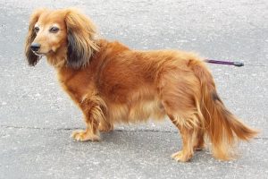 Picture of Hercules