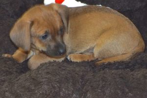 Picture of Hilda