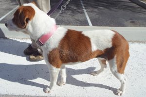 Picture of Lilly Mae