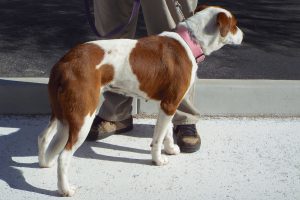 Picture of Lilly Mae