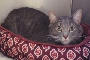 Picture of Merlin