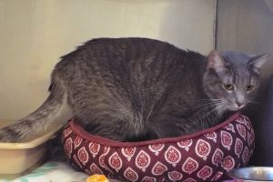 Picture of Merlin