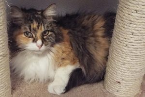Picture of Misty