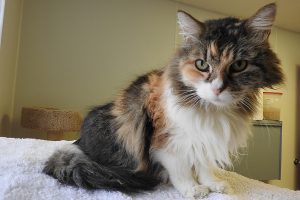 Picture of Misty