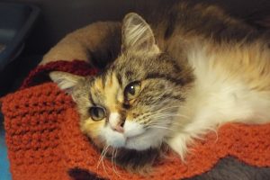 Picture of Misty