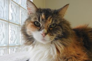 Picture of Misty