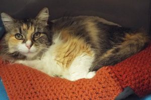 Picture of Misty