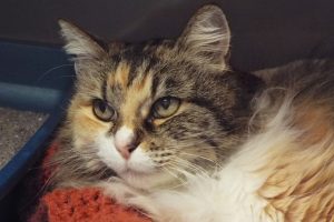 Picture of Misty