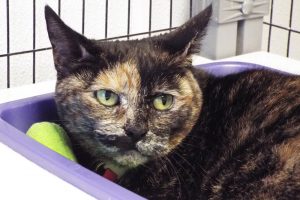 Picture of Priscilla