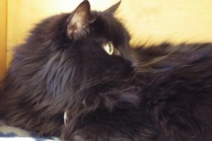 Picture of Rena