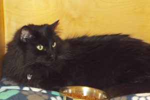 Picture of Rena