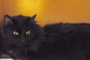 Picture of Rena