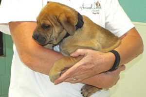 Picture of Bolero