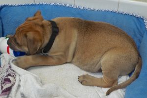 Picture of Bolero