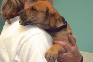 Picture of Bolero