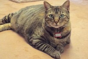 Picture of Buttercup