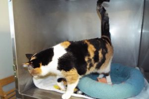 Picture of Callie