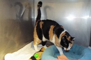 Picture of Callie