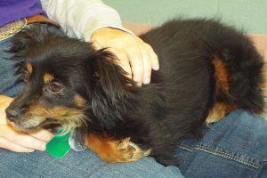 Picture of Candy Sue