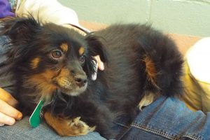 Picture of Candy Sue