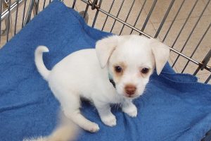 Picture of Chubbs