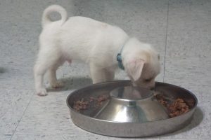 Picture of Chubbs