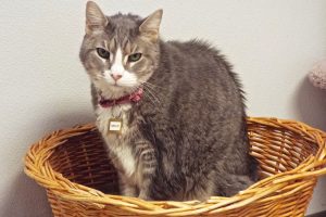Picture of Gracie