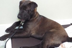 Picture of Hank