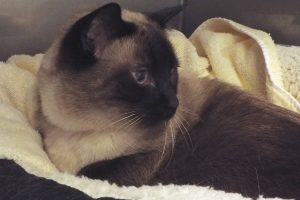 Picture of Jedi