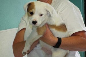 Picture of Mambo