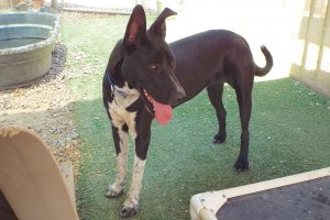 Picture of Mason (CGC)