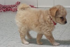 Picture of Mocha