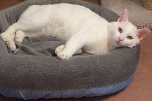 Picture of Puffer