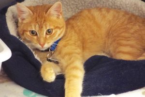 Picture of Rudy Red