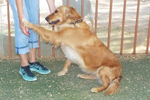 Picture of Sandy