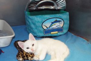 Picture of Snowball