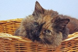 Picture of Sophia