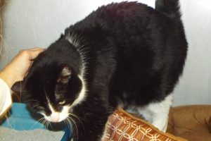 Picture of Stella