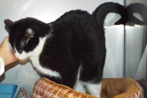 Picture of Stella