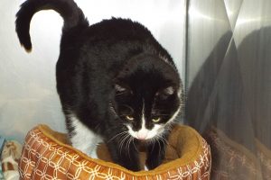 Picture of Stella