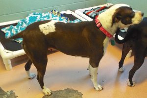 Picture of Sweetie (CGC)