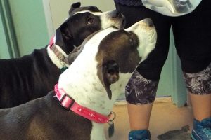 Picture of Sweetie (CGC)