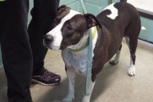 Picture of Sweetie (CGC)