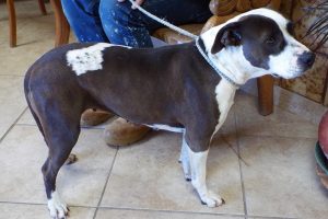 Picture of Sweetie (CGC)