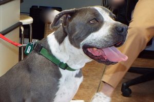 Picture of Baloo