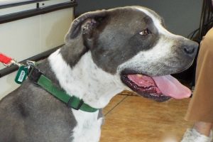 Picture of Baloo