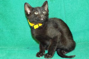 Picture of Beamer