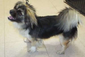 Picture of Bubba