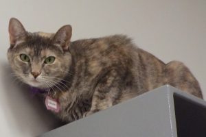 Picture of Canary