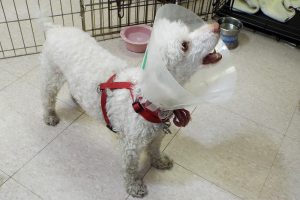 Picture of Charlie (Boy)